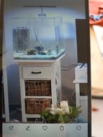 Aquqrium, Dieren en Toebehoren, Ophalen