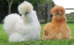 poules soie beaucoup de couleurs 0499/082381, Animaux & Accessoires, Femelle, Poule ou poulet