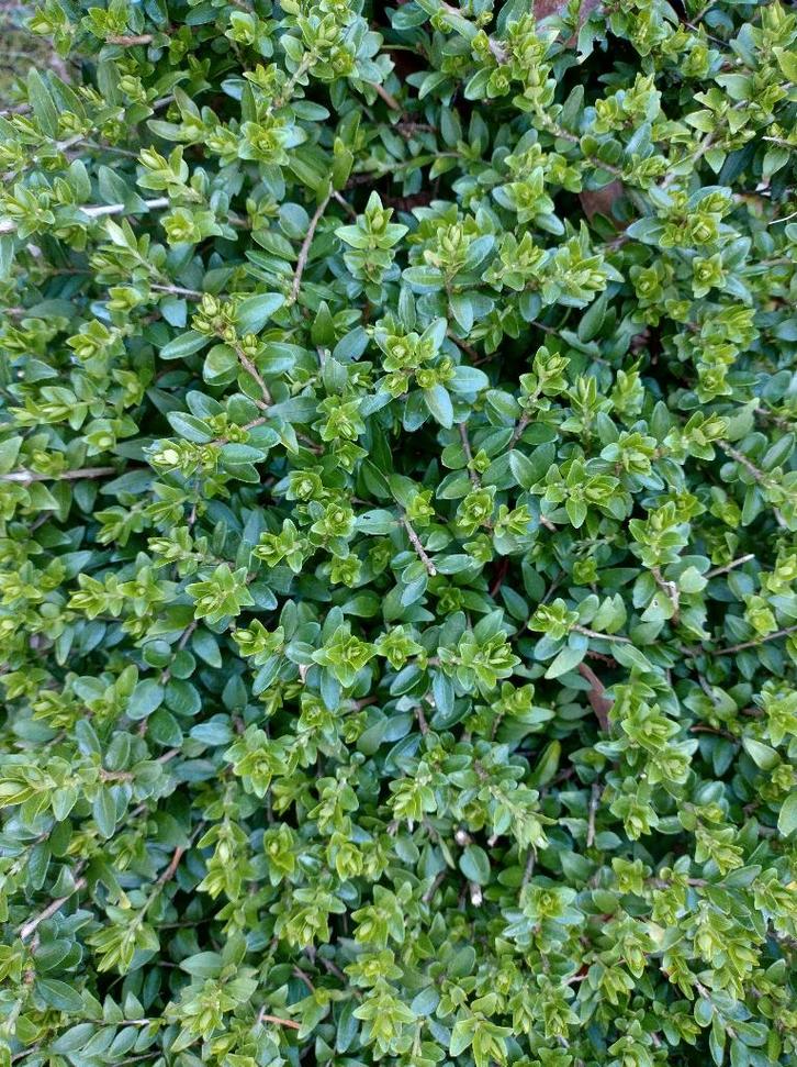 Lonicera nitida  vervangt buxus - haag - bodembedekker plant, Tuin en Terras, Planten | Struiken en Hagen, Haag, Overige soorten