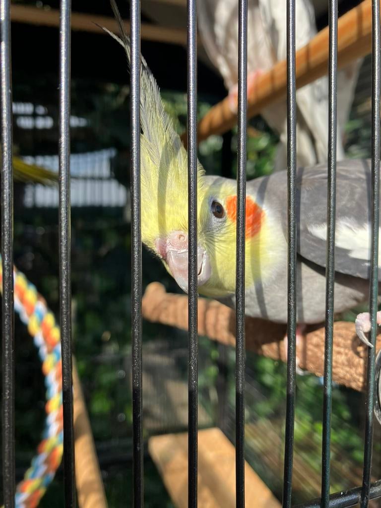 HALF TAMME WILDKLEUR VALKPARKIETEN VANAF 60 EURO/VOGEL, Animaux & Accessoires, Oiseaux | Perruches & Perroquets, Perruche, Plusieurs animaux