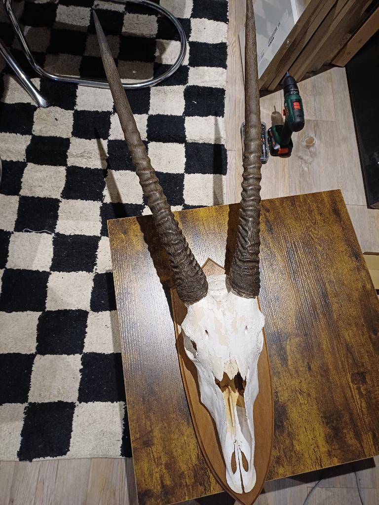 Schedel Gemsbok of Oryx, Antiek en Kunst, Ophalen