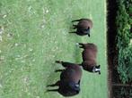 Schapen rammen, Mannelijk, Schaap, 0 tot 2 jaar