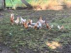 Kippen, Dieren en Toebehoren, Ophalen