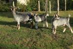 Dwerggeit moeder + 2 miekes blauwschimmel tan, Dieren en Toebehoren, Schapen, Geiten en Varkens, Vrouwelijk, Geit, 0 tot 2 jaar