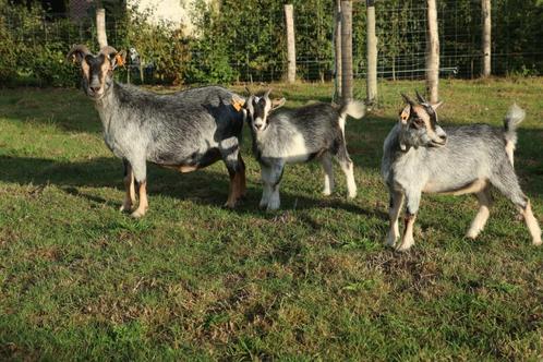 Dwerggeit moeder + 2 miekes blauwschimmel tan, Dieren en Toebehoren, Schapen, Geiten en Varkens, Geit, Vrouwelijk, 0 tot 2 jaar