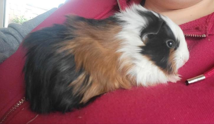 Jeunes  cobayes, Animaux & Accessoires, Rongeurs, Cobaye, Décembre