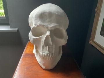 Groot doodshoofd ,vintage skull,40 cm ! Eye catcher 