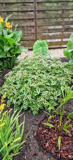 Persicaria runcinata 2€ per pot, Jardin & Terrasse, Plantes | Jardin, Enlèvement, Couvre-sol, Hiver, Plante fixe