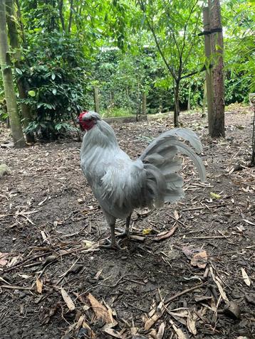 British Lavender araucana broedeieren beschikbaar voor biedingen