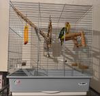 Roestkop caique, Dieren en Toebehoren, Vogels | Parkieten en Papegaaien, Papegaai, Geringd