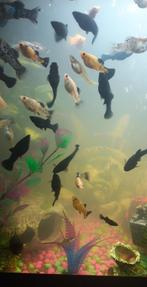 Visjes voor warm water aquarium, Vis
