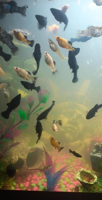 Visjes voor warm water aquarium, Dieren en Toebehoren, Vis