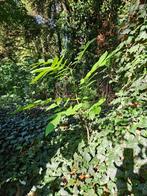 notenboom, Tuin en Terras, Ophalen