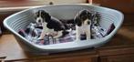 Beagle pups, Dieren en Toebehoren, België, Beagle, CDV (hondenziekte), 8 tot 15 weken