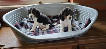 Beagle pups beschikbaar voor biedingen