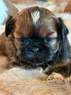 Chiots Shih Tzu, Autres races, Plusieurs, Parvovirose, Belgique