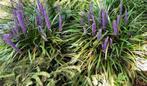 Biologisch Leliegras Vaste plant, Volle zon, Vaste plant, Siergrassen, Ophalen of Verzenden