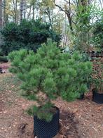 pinus pre bonsai, Tuin en Terras, Ophalen
