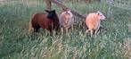 2 witte ooi lammeren en 1 zwart ram lam, Meerdere dieren, Schaap, 0 tot 2 jaar