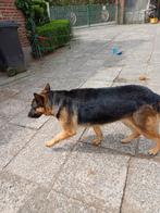 Duitse herder teefje, Dieren en Toebehoren, Honden | Herdershonden en Veedrijvers, België, Fokker | Hobbymatig, CDV (hondenziekte)