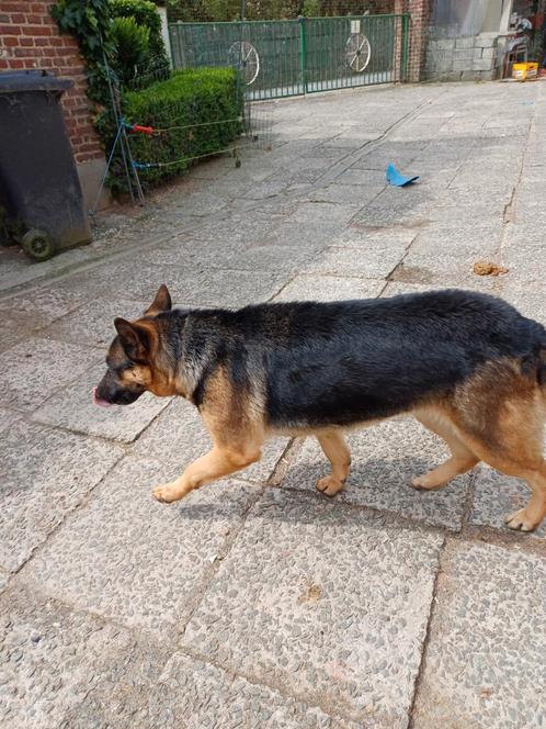 Duitse herder teefje, Dieren en Toebehoren, Honden | Herdershonden en Veedrijvers, Teef, Herder, Fokker | Hobbymatig, Eén hond
