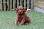 Beaux chiots cockapoo (Cocker anglais x Dwarf Poodle), Autres races, Plusieurs, Parvovirose, Belgique