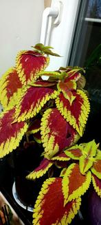 Coleus, Huis en Inrichting, Kamerplanten, Ophalen