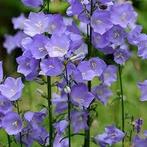 Totale opruim vaste planten aan spotprijs, Tuin en Terras, Planten | Tuinplanten, Ophalen