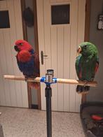 Edelpapegaai, Dieren en Toebehoren, Vogels | Parkieten en Papegaaien, Tam