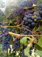 gratis., Tuin en Terras, Ophalen
