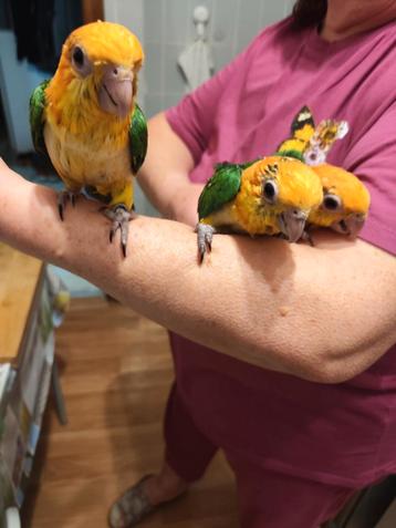 Caiques élevés à la main  beschikbaar voor biedingen