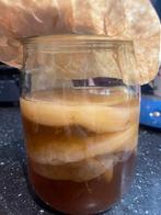 Kombucha scoby met starter vloeistof, Ophalen of Verzenden