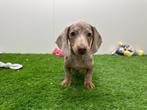 Chiots Teckel nains à poil lisse