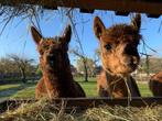 prachtige alpaca's te koop, Dieren en Toebehoren, Overige Dieren, Alpacas, Meerdere dieren