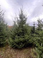 Sapin de noel Epicéa, Enlèvement, Neuf