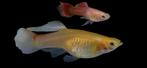 Guppen en endlers, Dieren en Toebehoren, Vis, Zoetwatervis, Schoolvis