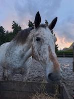 GEZOCHT:PAARDJE VOOR HET LEVEN, Dieren en Toebehoren, Paarden, Merrie