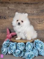 Pomeriaan / pom / pomeranian / Poméranie, Dieren en Toebehoren, België, Keeshond, CDV (hondenziekte), 8 tot 15 weken