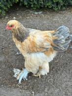 Brahma haan buff blauw, Dieren en Toebehoren, Pluimvee, Mannelijk, Kip