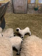 Wallisser zwartneus, Dieren en Toebehoren