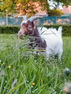 À Louer :Bouc/ chèvre Extra Toys – Une tondeuse écologique., Mannelijk, Geit, 3 tot 5 jaar