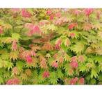 Acer Palmatum Shirasawanum 'Moonrise', Tuin en Terras, Ophalen, Halfschaduw, Minder dan 100 cm
