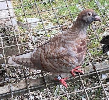 Jeune pigeon voyageur rubella, Pigeon voyageur
