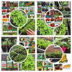 Plants de légumes à repiquer : tomates courgettes melons etc, Hiver