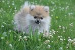 Dwergkees,pomeriaan,keeshond ,spitz pup, Keeshond, 15 weken tot 1 jaar, Buitenland, CDV (hondenziekte)