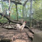 Cock Shamo x Leghorn.., Dieren en Toebehoren, Pluimvee, Mannelijk, Kip