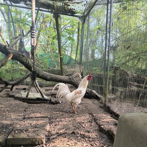 Cock Shamo x Leghorn.., Dieren en Toebehoren, Pluimvee, Kip, Mannelijk