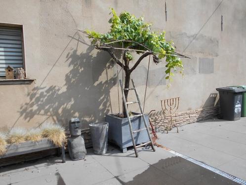 Te koop blauwe druivelaar met pot !!! heeft ziek geweest !!!, Tuin en Terras, Planten | Fruitbomen, Overige soorten, 250 tot 400 cm
