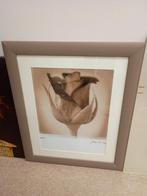 Kader roos, Enlèvement