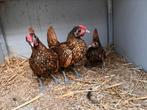 Knappe sebright, Mannelijk, Kip